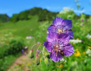 25 Geranium phaeum (Geranio stellato) sul sent. 219 nei prati alle pendici del torrione del Corno Branchino
